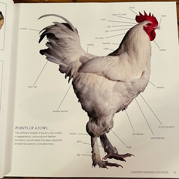 Keeping Chickens, Getting The Best From Your Chickens, Paperback, Illustrated - Picture 8 of 11